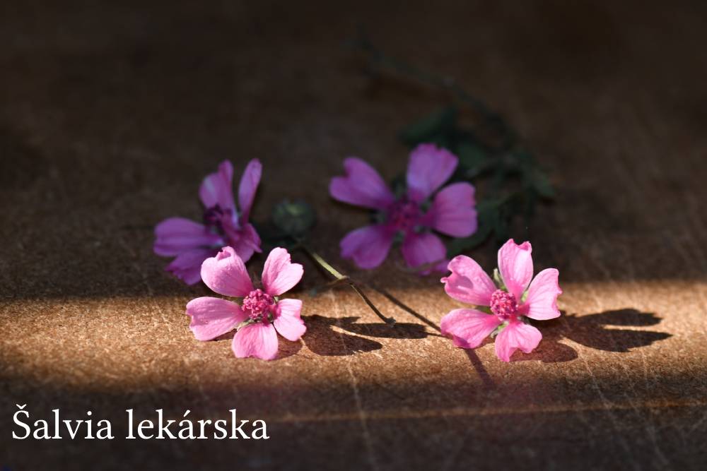 Šalvia lekárska