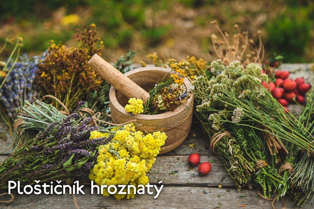 ploštičník hroznatý