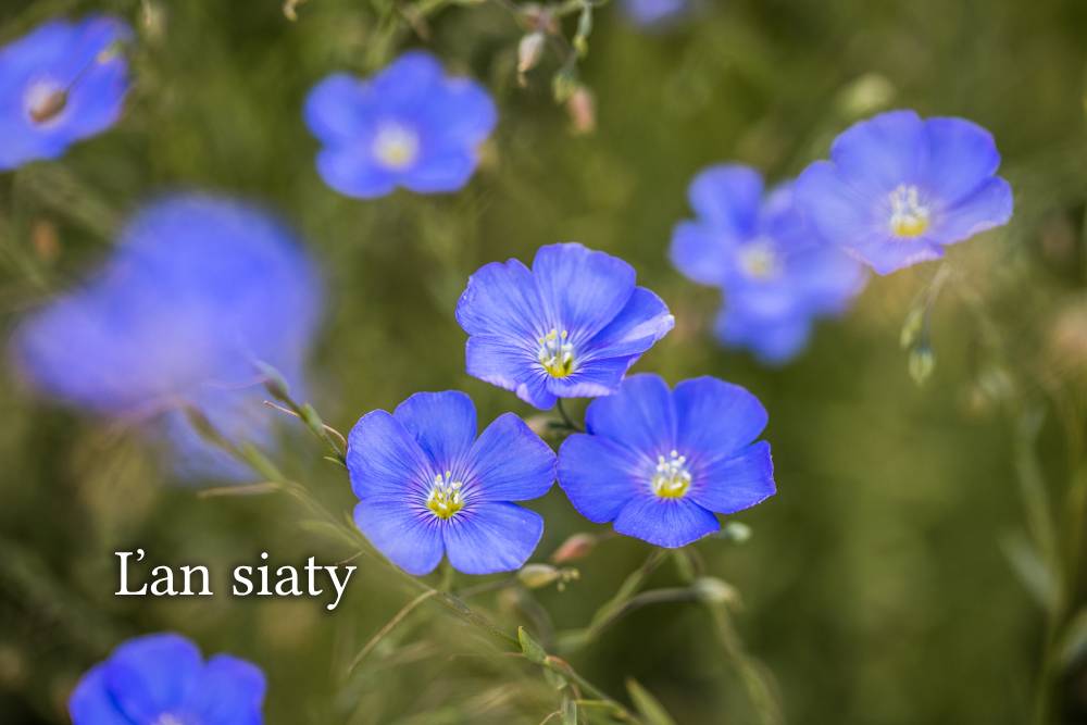 Ľan siaty
