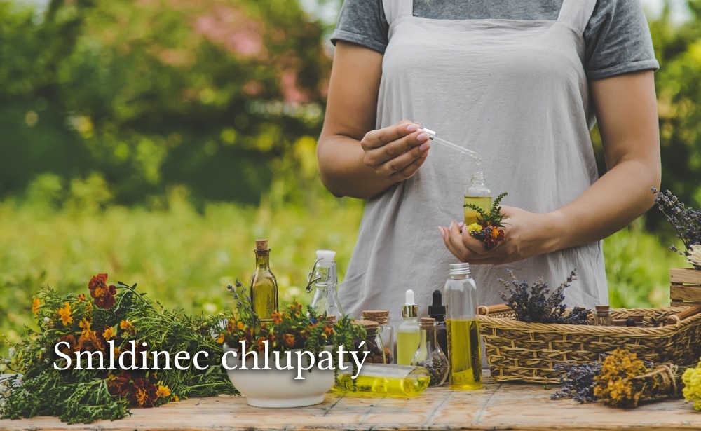 smldinec chlupatý