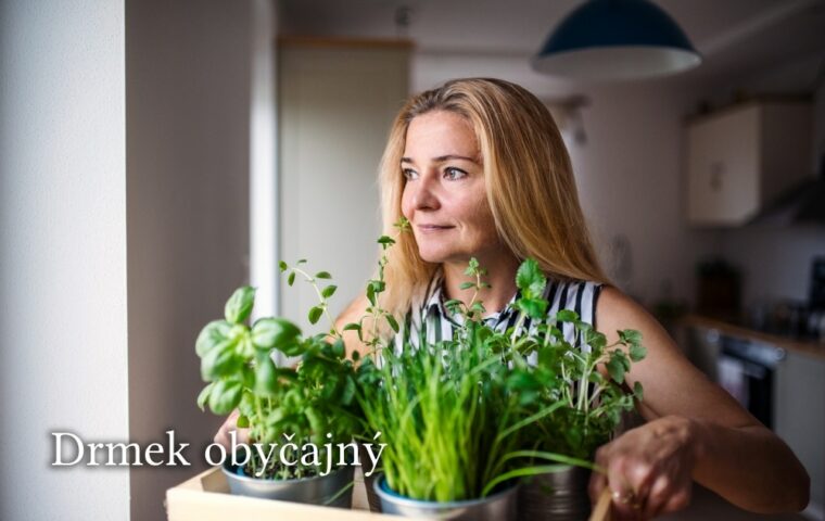 Drmek obyčajný: Komfort pri menopauze aj menštruácii