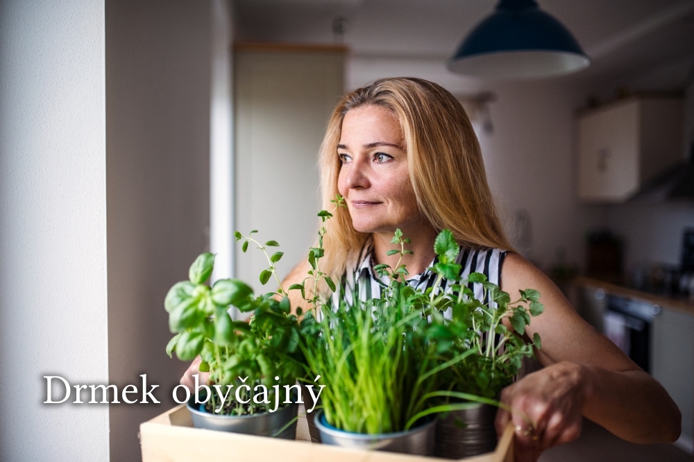 Drmek obyčajný